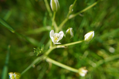 Ornithogalum umbellatum
