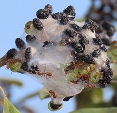 Oecophylla longinoda