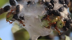 Oecophylla longinoda