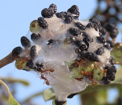 Oecophylla longinoda