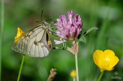 Parnassius mnemosyne