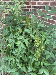 Nandina domestica
