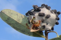 Oecophylla longinoda