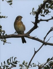 Spiza americana