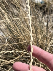 Thinopyrum intermedium