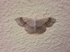 Idaea aversata