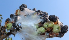 Oecophylla longinoda