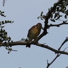 Spiza americana