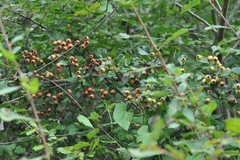 Crataegus laevigata