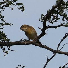 Spiza americana