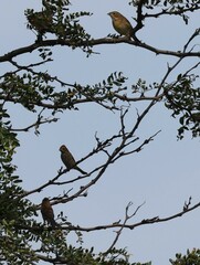 Spiza americana