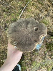 Caloboletus conifericola