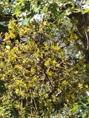 Phoradendron villosum