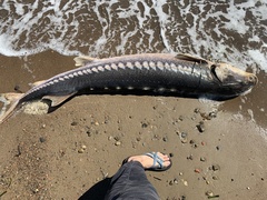 Acipenser transmontanus