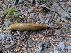 Ariolimax columbianus