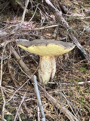 Caloboletus conifericola