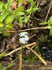 Myosotis scorpioides