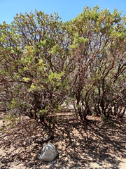 Arctostaphylos pringlei