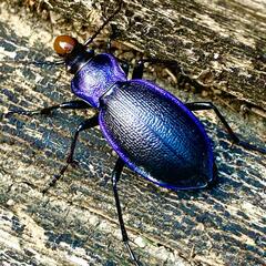Carabus problematicus