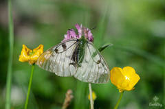 Parnassius mnemosyne
