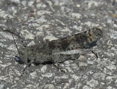 Trimerotropini