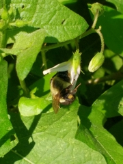 Bombus impatiens