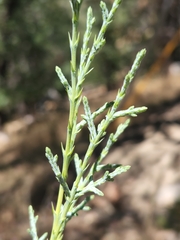 Cupressus arizonica