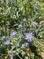Symphyotrichum subspicatum