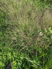 Eragrostis spectabilis