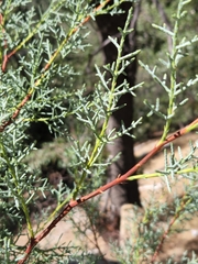 Cupressus arizonica