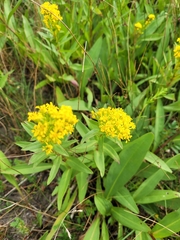 Solidago sempervirens