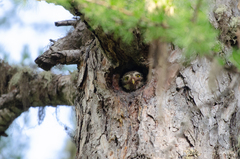 Glaucidium passerinum