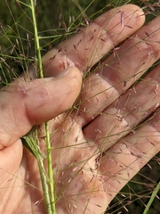 Eragrostis spectabilis