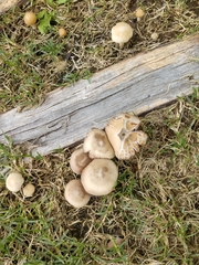 Entoloma strictius