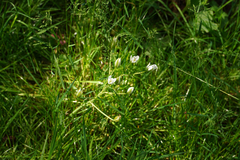 Ornithogalum umbellatum
