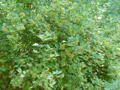 Physocarpus capitatus