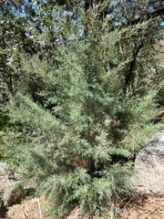 Cupressus arizonica