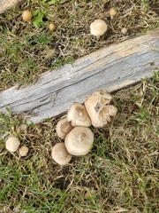 Entoloma strictius
