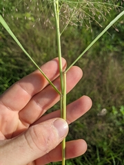 Eragrostis spectabilis