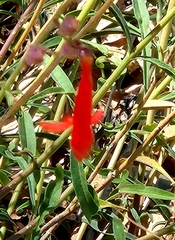 Penstemon rostriflorus