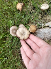Entoloma strictius