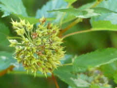 Physocarpus capitatus