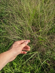 Eragrostis spectabilis
