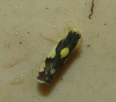 Eupteryx vittata