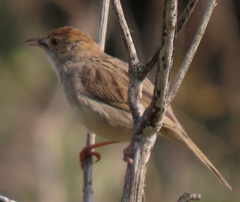 Cisticola chiniana