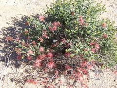 Calliandra eriophylla