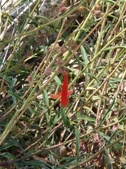Penstemon rostriflorus