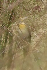 Spiza americana
