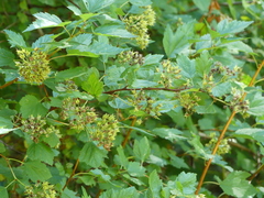 Physocarpus capitatus