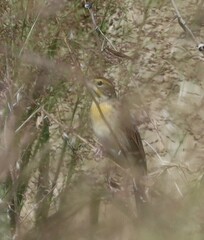 Spiza americana